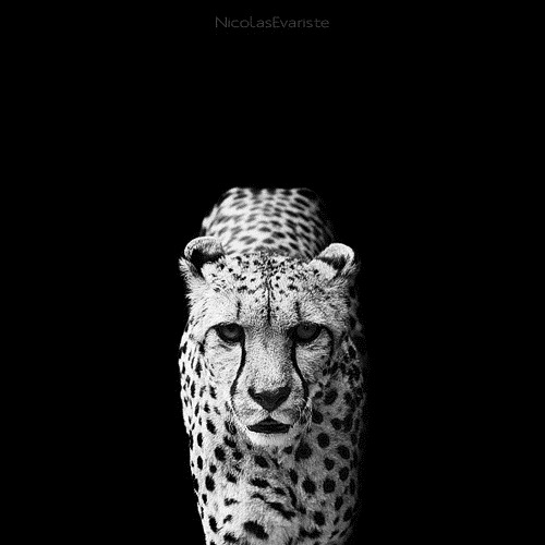 white-black-photography-animals-02