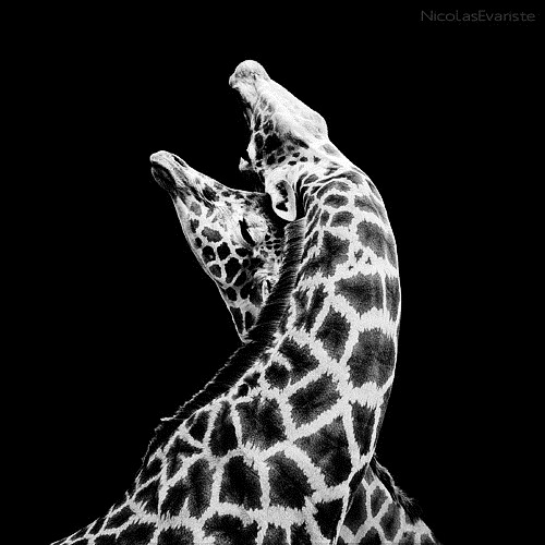 white-black-photography-animals-03