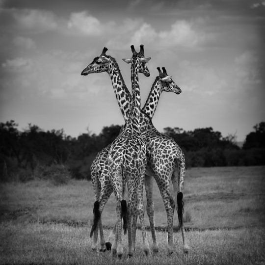 white-black-photography-animals-01