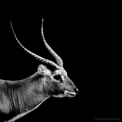white-black-photography-animals-05