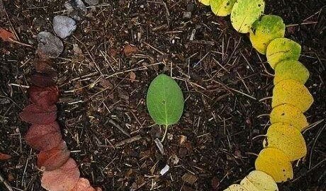 Life Cycle
